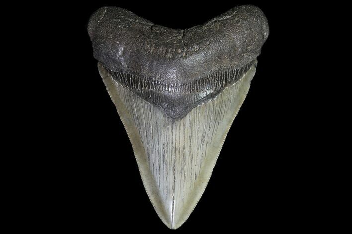 Fossil Megalodon Tooth - Georgia #74604